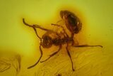Detailed Fossil Ant and Flies in Baltic Amber #163470-1